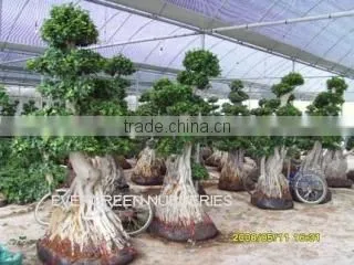 Evergreen Nurseries Agri-Tech LTD Fujian company overview - view 2