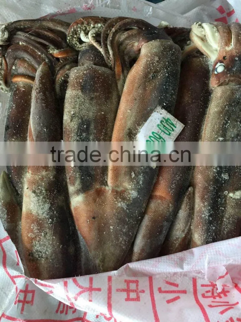 Agrentinus Squid Frozen 400g/600g whole round