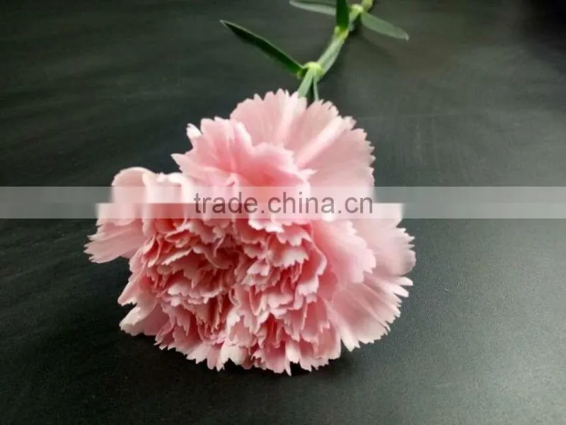 Wedding Decoration Centerpieces Fresh Cut Flower Carnation Exporting From Yunnan