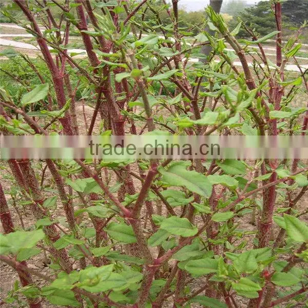 Natural Additive Winemaking Resveratrol