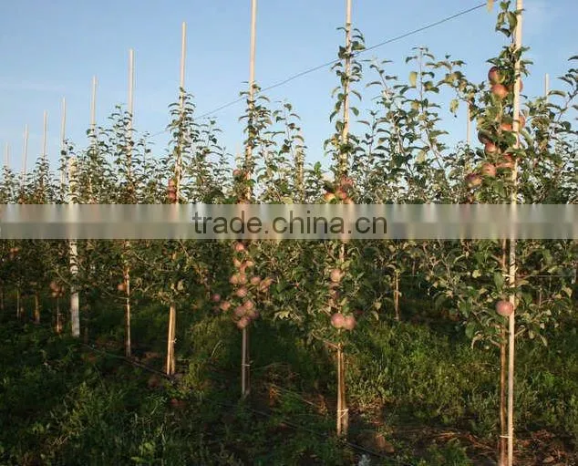 agriculture bamboo poles