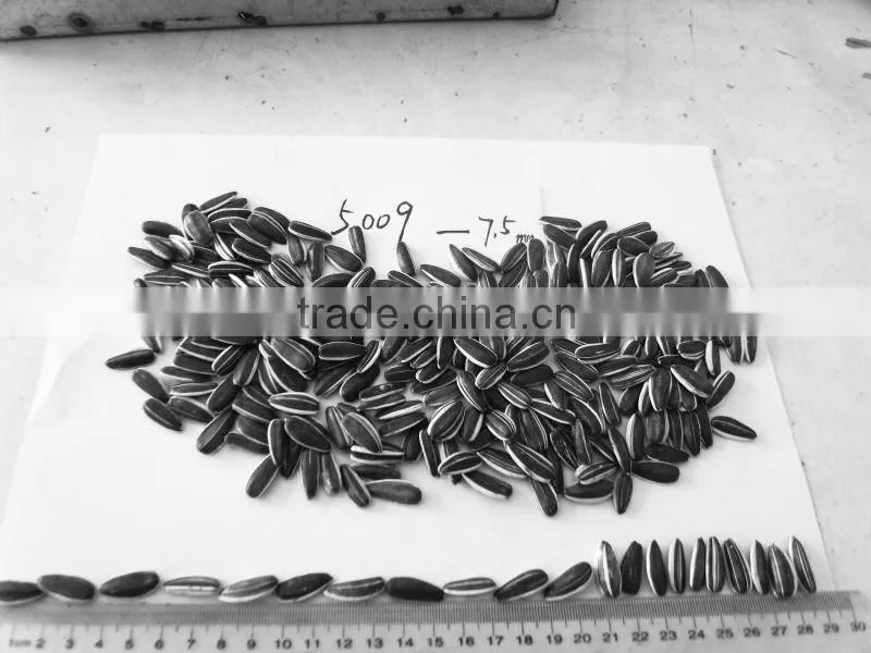 wholesale sunflower seeds 5009 for human consumption