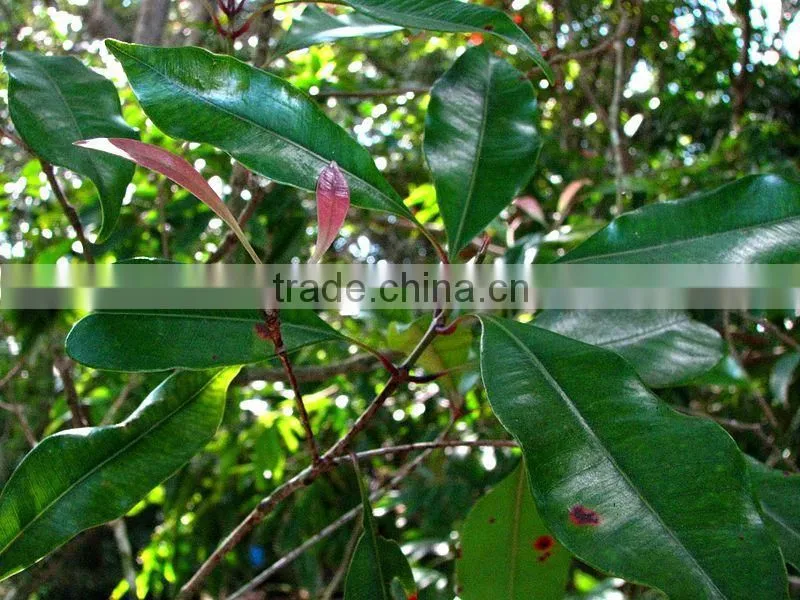 Best Seller Of Clove Oil For Export