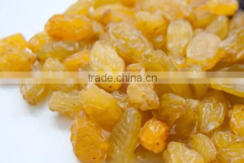 INDIAN EXPORTER YELLOW RAISIN
