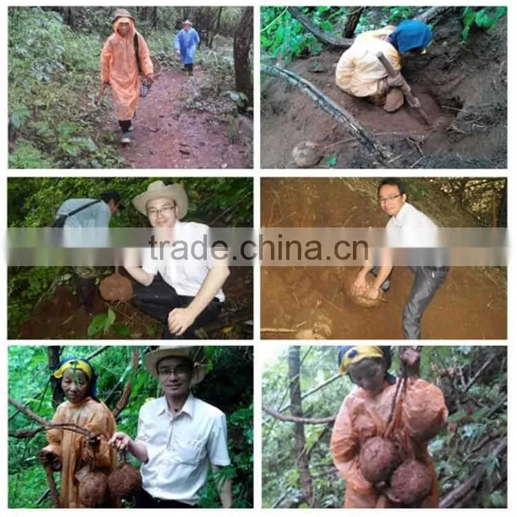 Promoting the growth of breast basal cell pueraria mirifica capsule for breast growth