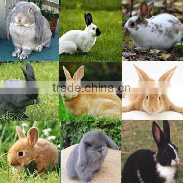 Easter Bunny Furry Animal perfect petzzz rabbit