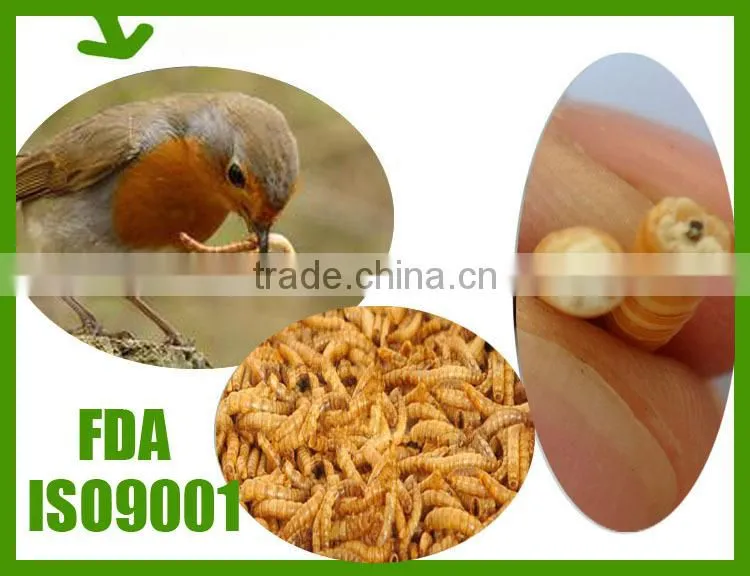 Eco-friendly Bird food Dried Mealworms;Dried Mealworms for Birdseed