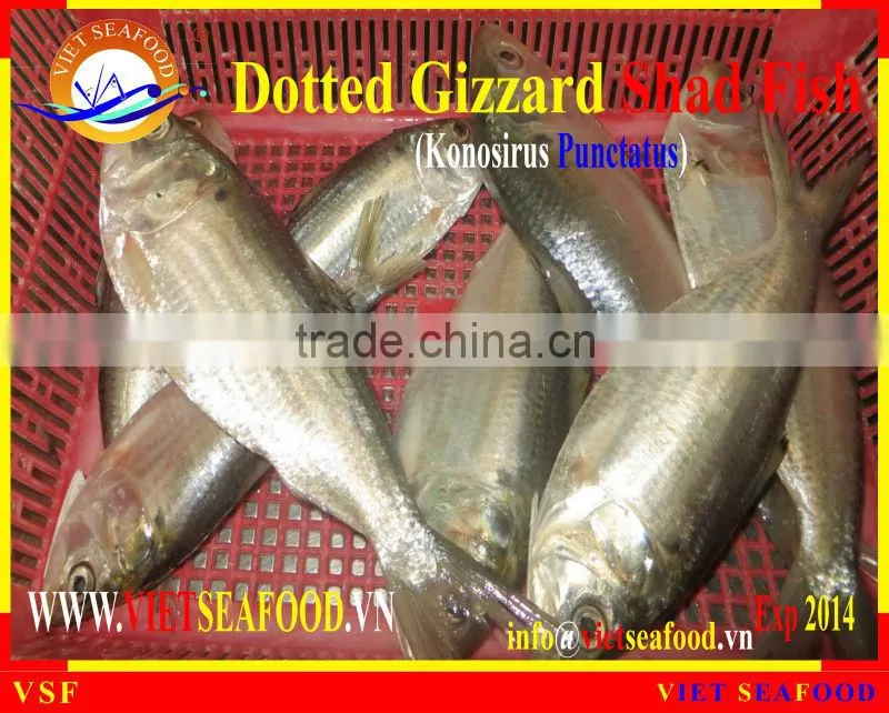FROZEN W/R DOTTED GIZZARD SHAD FISH