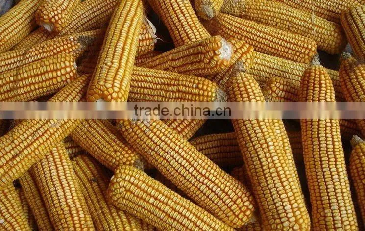 corn peeler and thresher