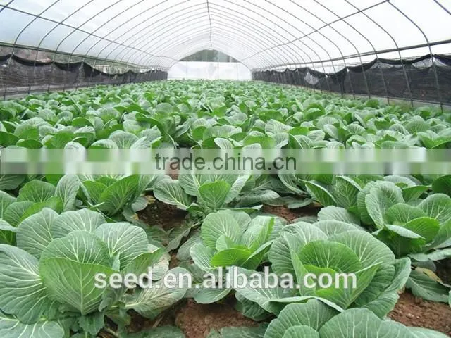 green cauliflower seeds SXCa No.4