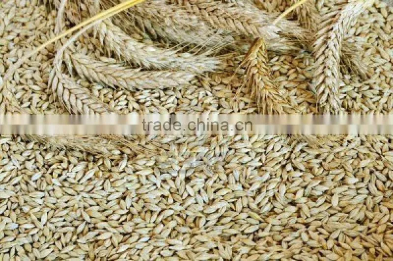 Barley Seeds