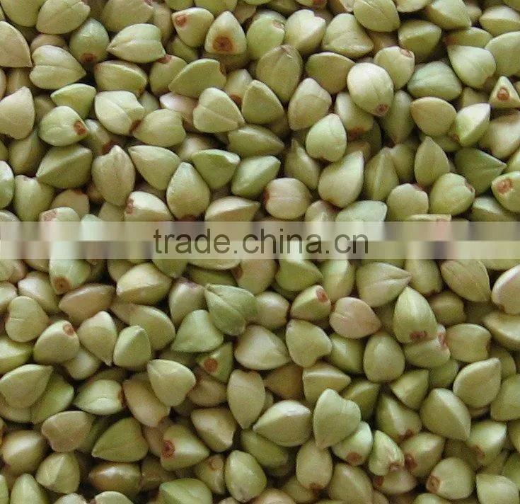 Roasted buckwheat kernel New crop