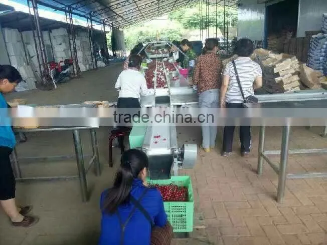 china paper bagged fresh cherries