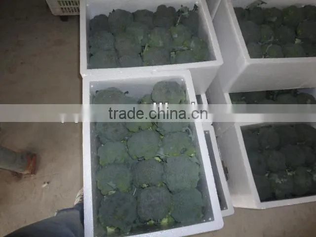 Chinese Fresh Green Broccoli