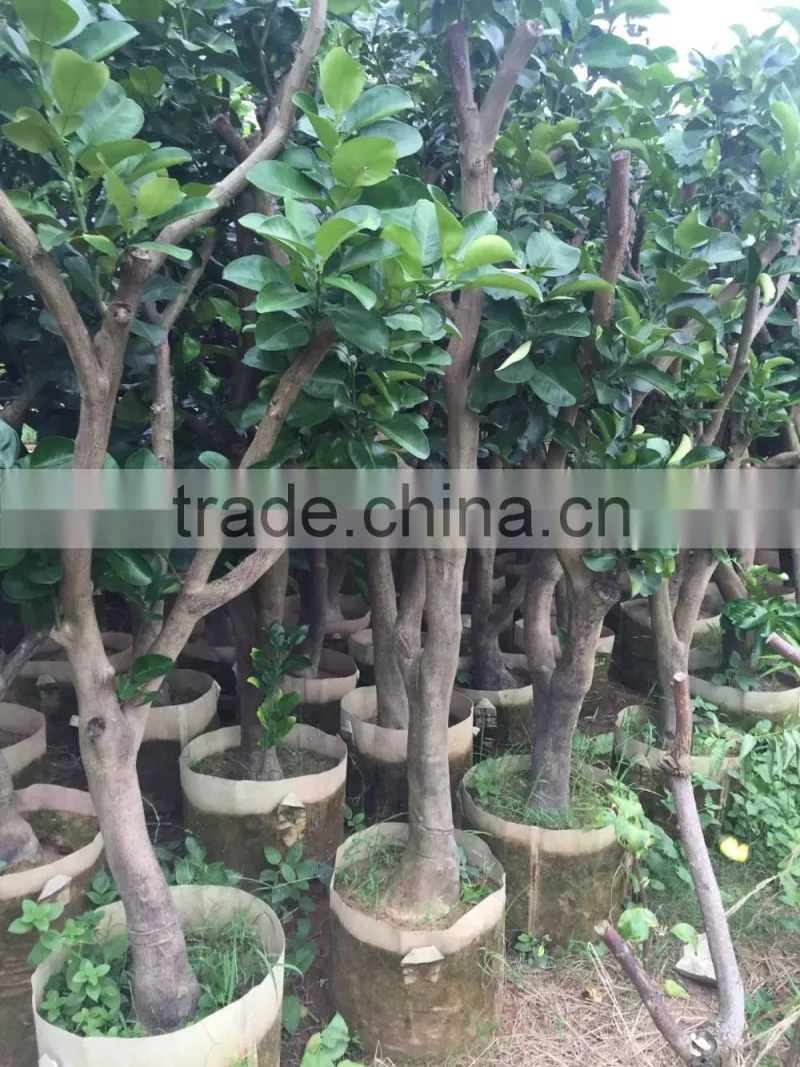 pomelo fruit tree