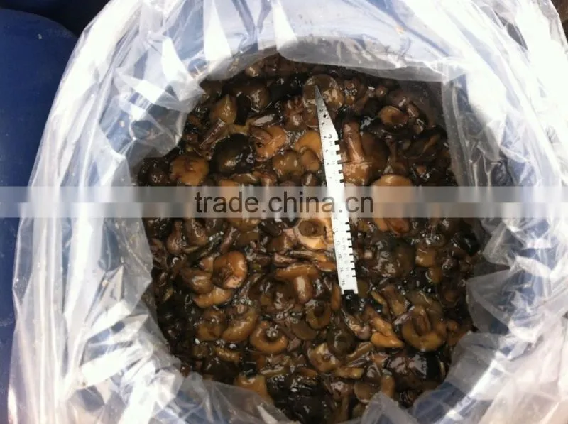 suillus in brine
