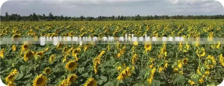 New crop big size 3939 sunflower seeds wholesale