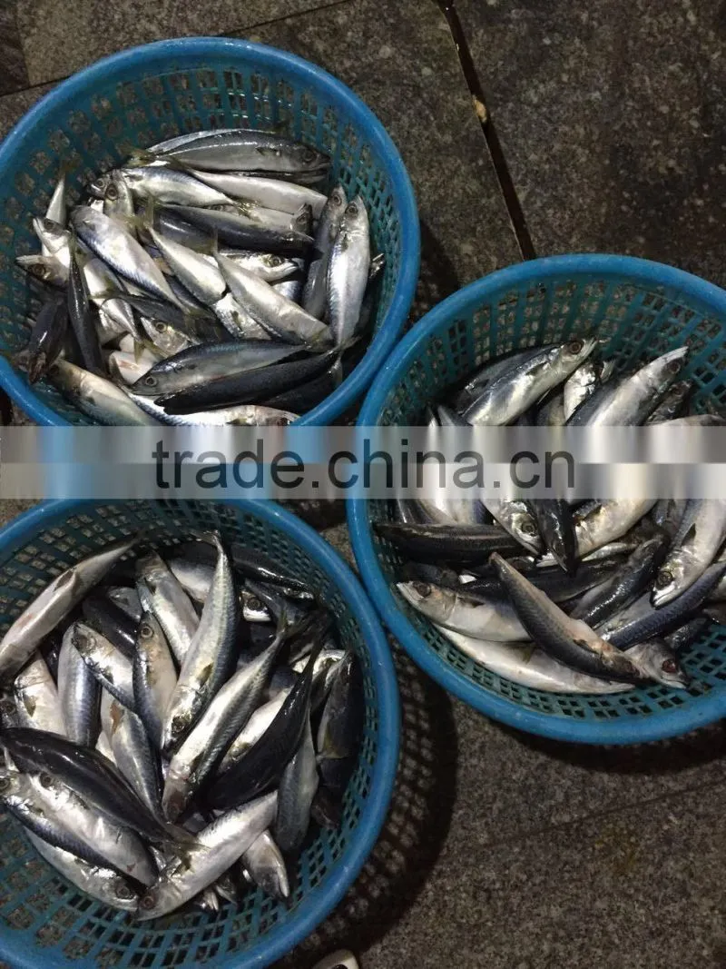 Below 150g frozen pacific mackerel