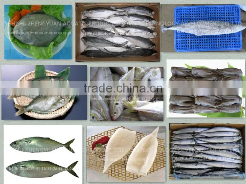 For Africa/Southeast Sell Market Frozen Fish Frozen Mackerel