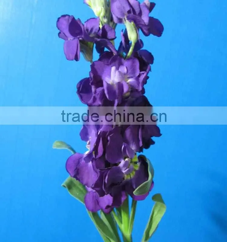 Love theme top sell best level purple violets