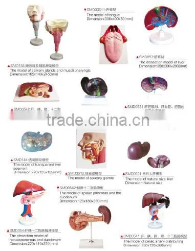 Laryngeal cartilage and Laryngeal muscles anatomy enlarge model