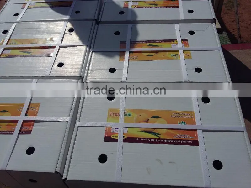 Fresh Alphonso Mangoes Exporters in India