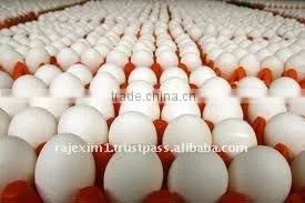 White Eggs suppliers from india