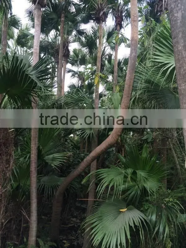 Palm trees Livistona chinensis (Jacq.) R. Br