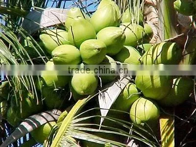 Vietnam desiccated coconut high-fat - Best quality by HAGIMEX
