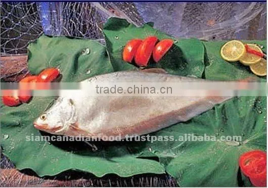 Vietnam High Quality Edible Sea Bass