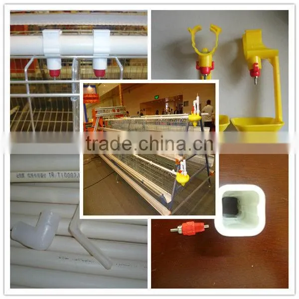 layer chicken poultry house