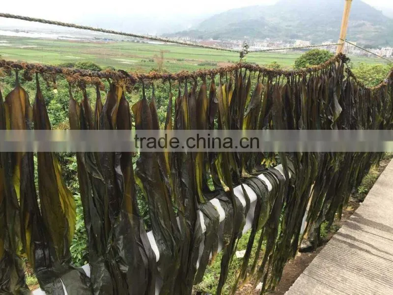 Factory Supply High Quality Dried Kelp/Konbu Seaweed Raw Materials