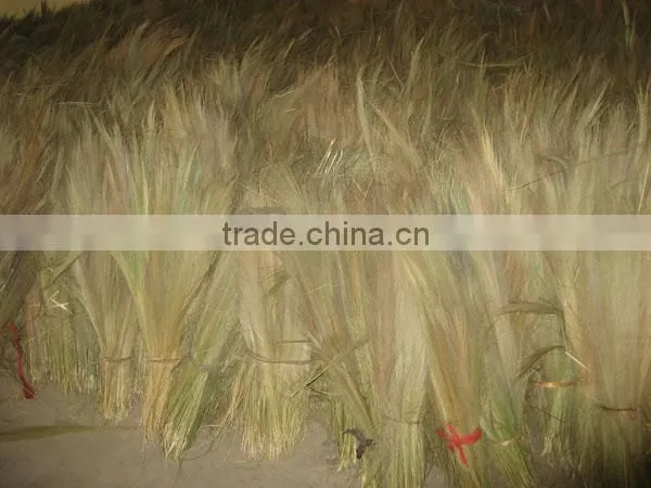 Grass broom raw material season 2017