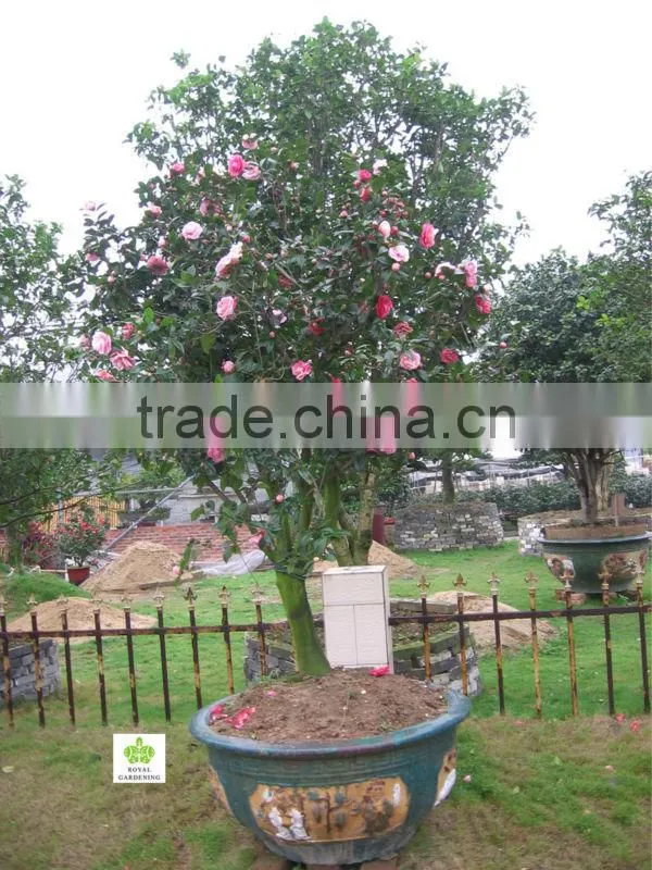Camellia japonica