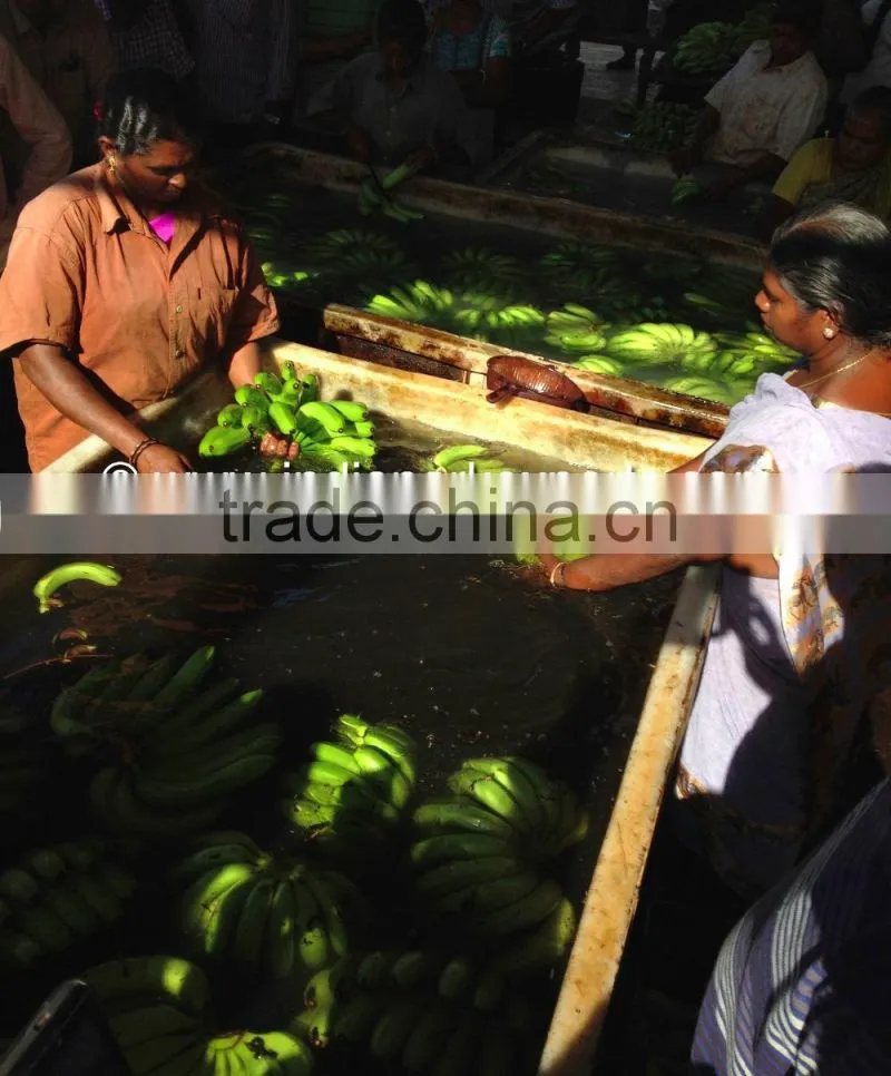 Fresh Cavendish Banana