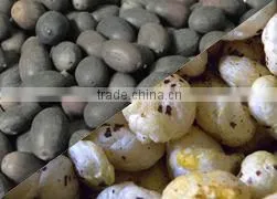 Lotus Seed