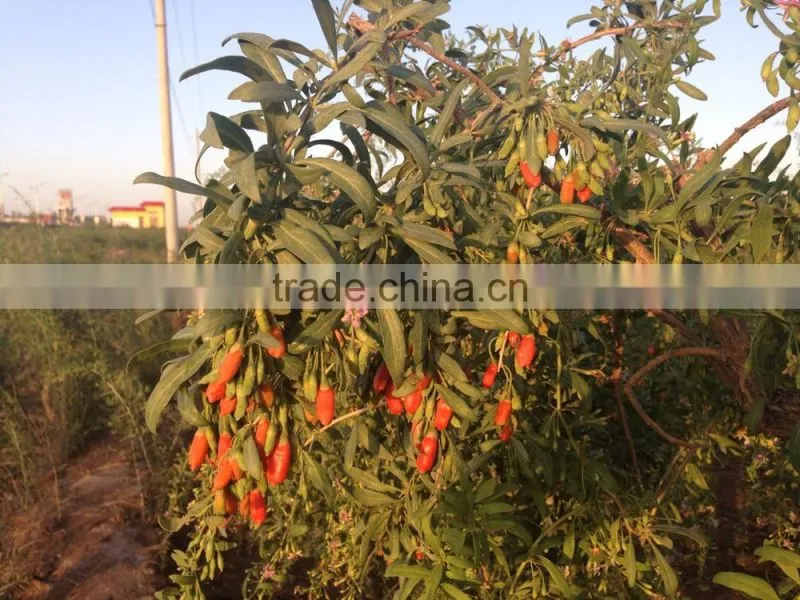 Organic Bacche Di Goji Tibet