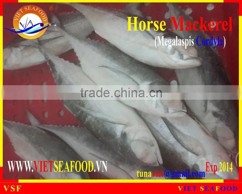 FROZEN W/R HORSE MACKEREL