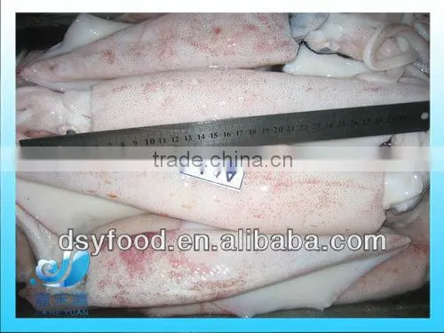 Frozen whole baby Squid