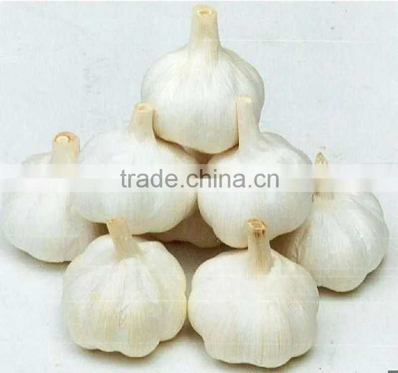 Pure White Garlic