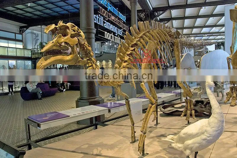 Simulation Dinosaur Skeleton Fossil