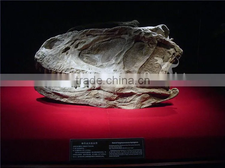 OA-DS-20160505S9 Life Size Dinosaur Head Fossil
