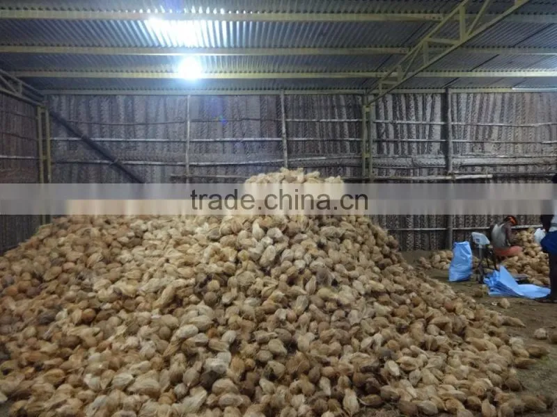 Todays Coconut Price in TamilNadu