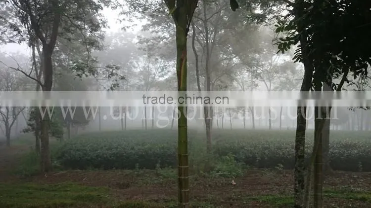 Vietnam high grade Black tea
