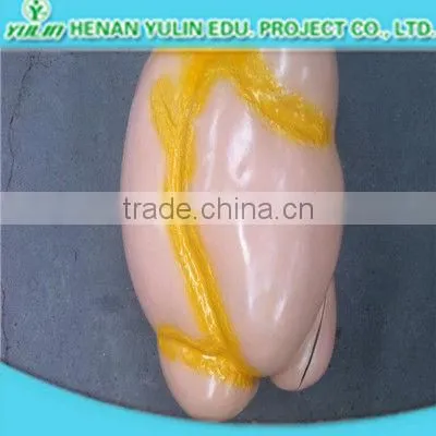 teaching anatomical three parts human heart model