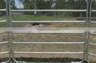 Stables for cattle barrier in galvanized for cattle