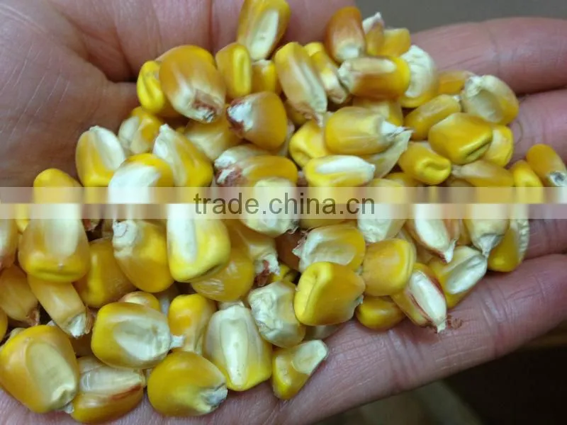 UKRAINIAN CORN