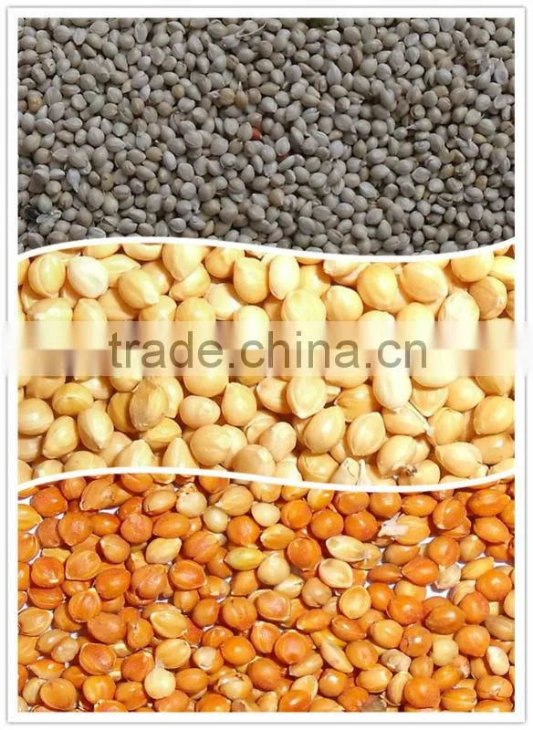 GREEN MILLET IN HUSK FOR BIRD FEEDS