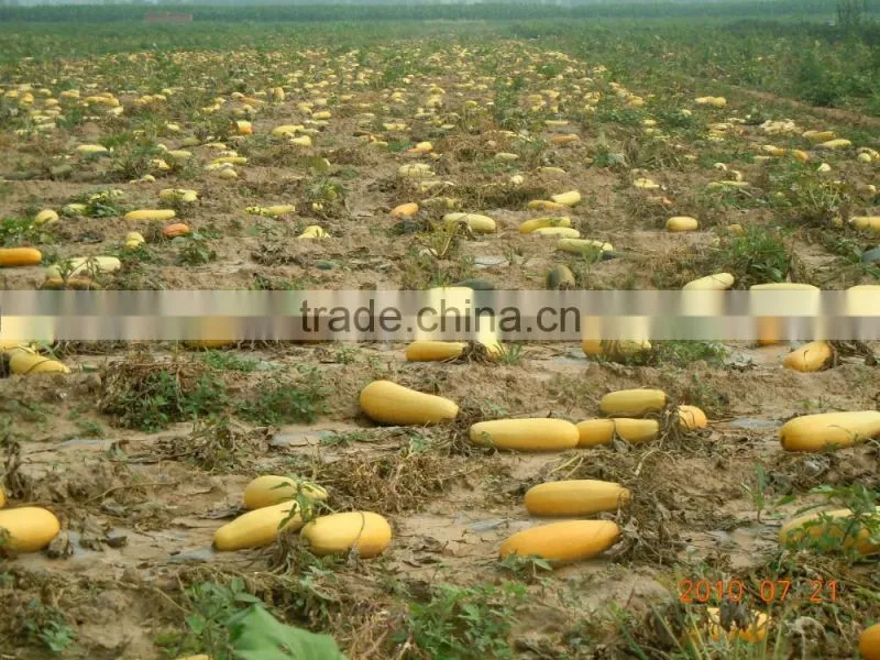 Xinjiang bulk pumpkin shine skin kernels