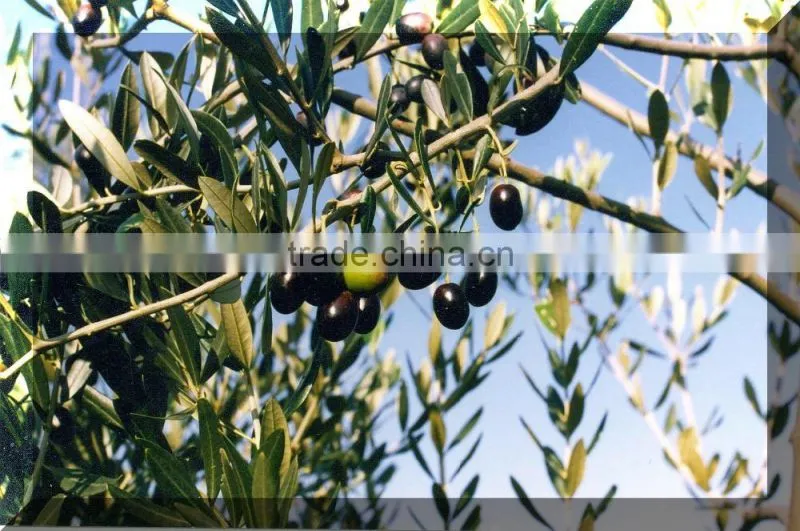China factory HDPE plastic Olive Collecting/collection/harvest Nets